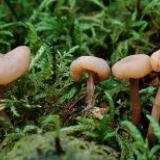 Kudonia sumnjiva: opis i fotografija